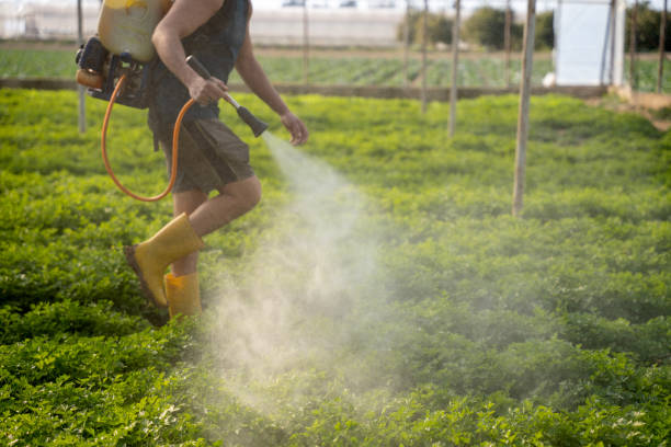 Flea Control Services in Corrales, NM