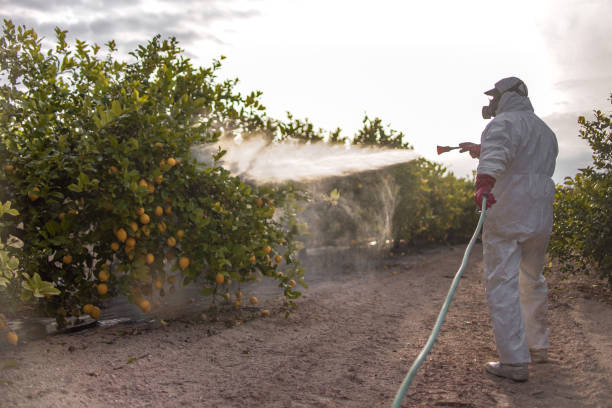 Best Residential Pest Control  in Corrales, NM