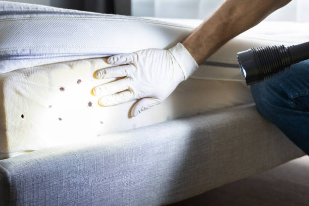 Best Wasp Removal Services  in Corrales, NM
