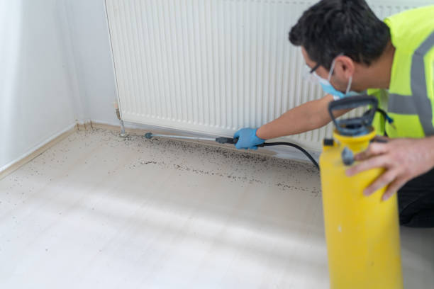 Best Pest Control Near Me  in Corrales, NM