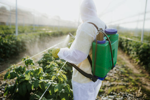 Wasp Removal Services in Corrales, NM